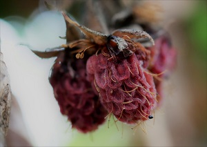 vitaminetekort, verdroogde framboos
